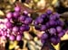 Callicarpa dichotoma 3