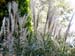 Miscanthus 3