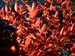 Nandina domistica Firepower 3