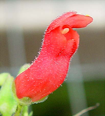 Scrophularia macrantha